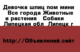 Девочка шпиц пом мини - Все города Животные и растения » Собаки   . Липецкая обл.,Липецк г.